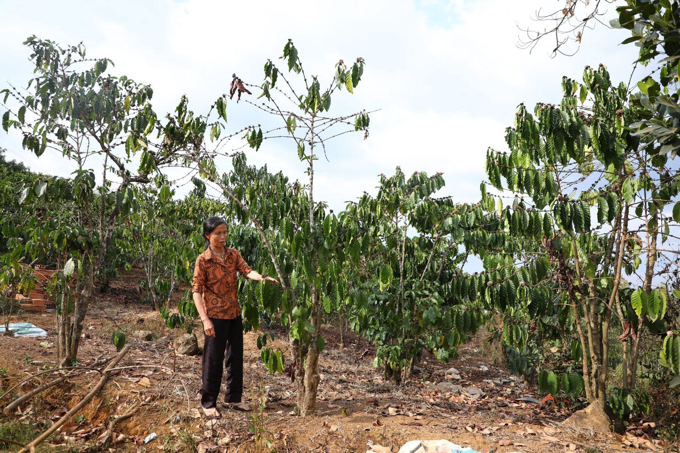 Vườn cà phê héo rũ do thiếu nước