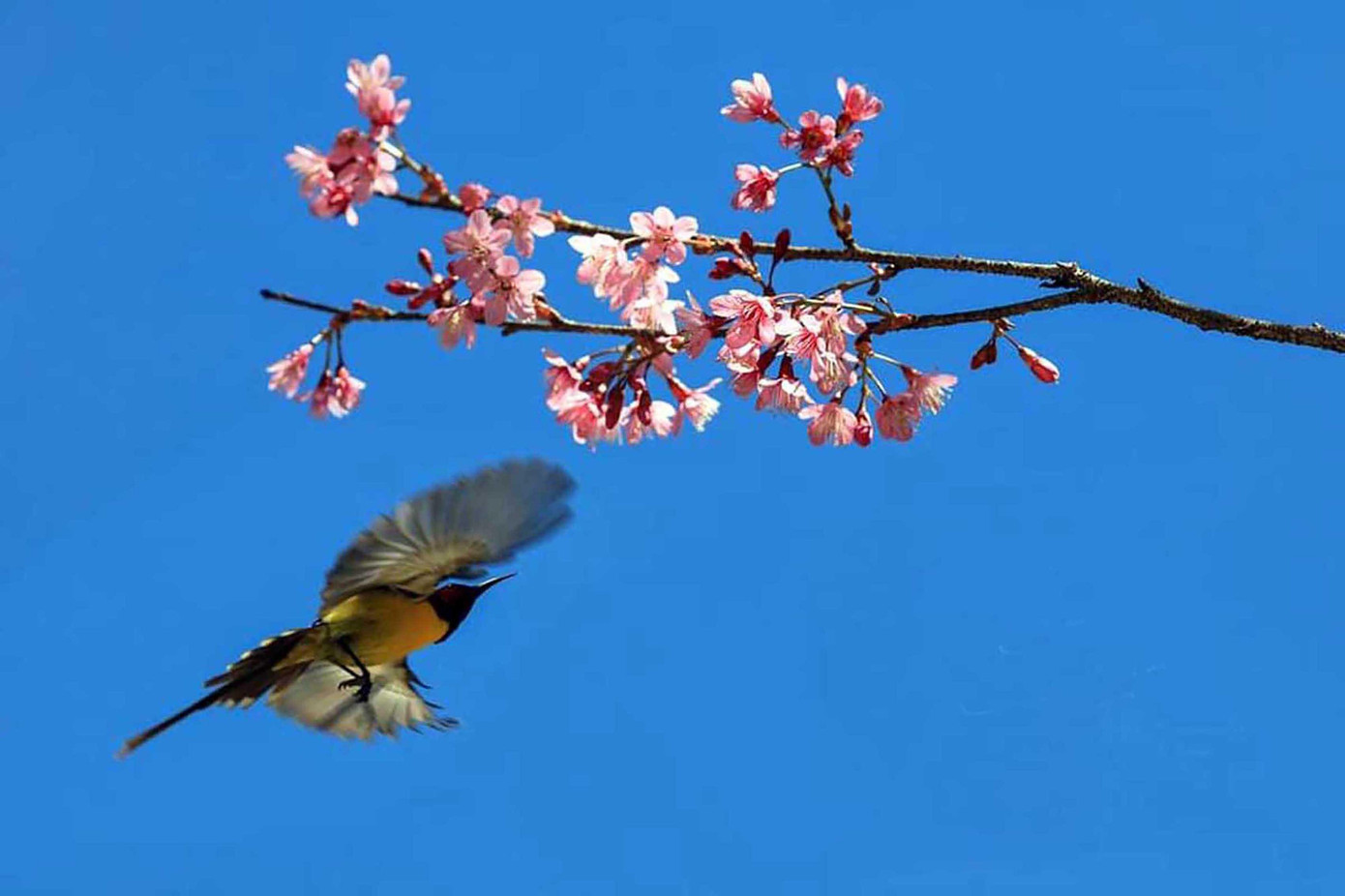 Vũ điệu mùa xuân. Ảnh: Võ Trang Vũ điệu mùa xuân. Ảnh: Võ Trang