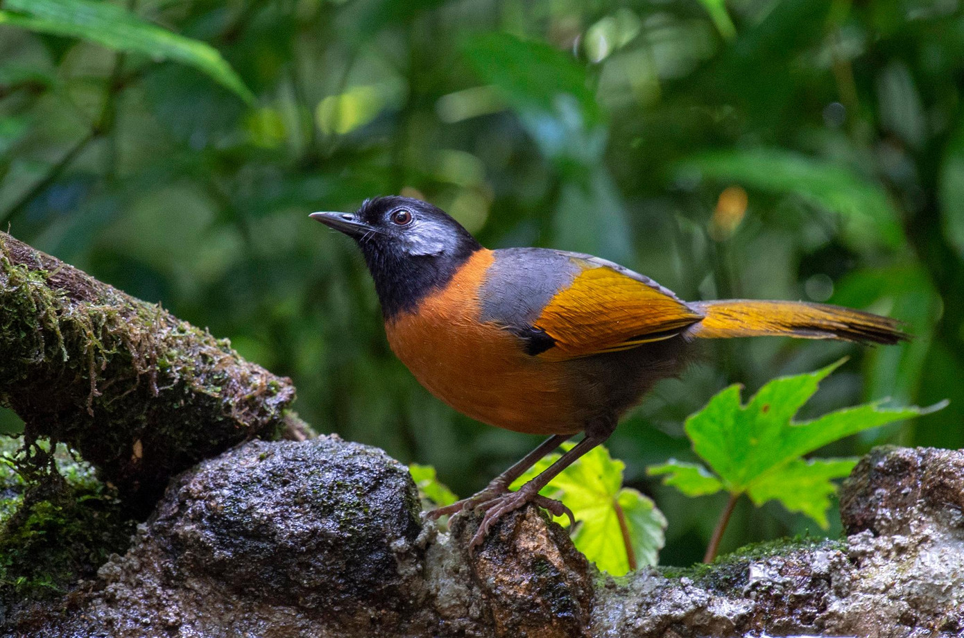 Khướu đầu đen má xám. Ảnh: VQG Bidoup-Núi Bà Khướu đầu đen má xám. Ảnh: VQG Bidoup-Núi Bà