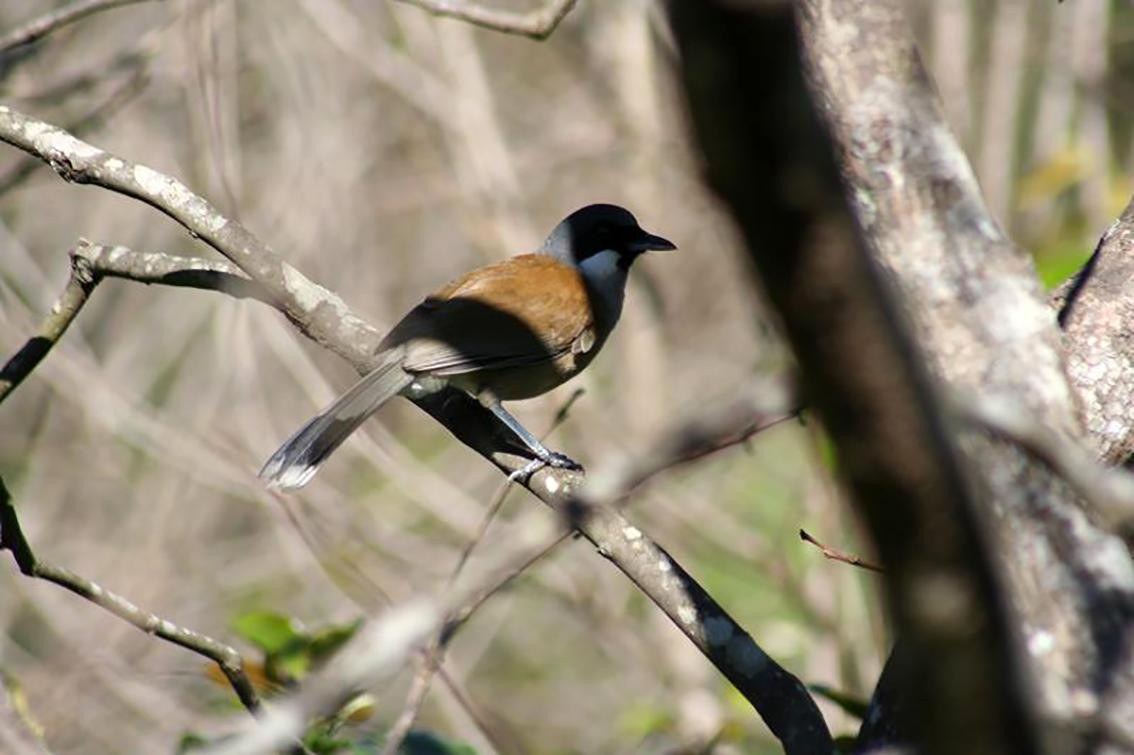 Khướu đầu xám. Ảnh: VQG Bidoup-Núi Bà Khướu đầu xám. Ảnh: VQG Bidoup-Núi Bà