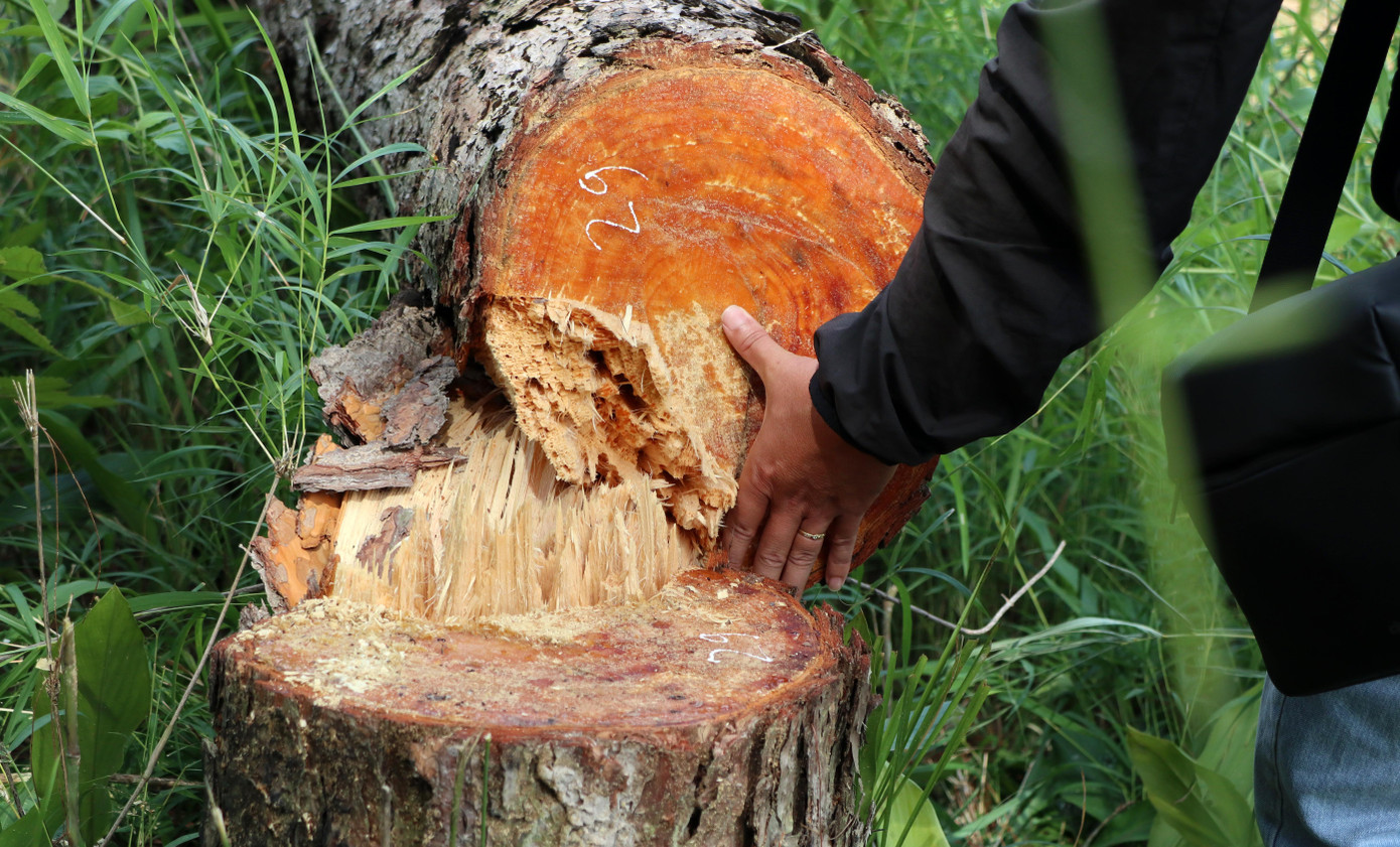 Nhiều cây có đường kính lớn Nhiều cây có đường kính lớn