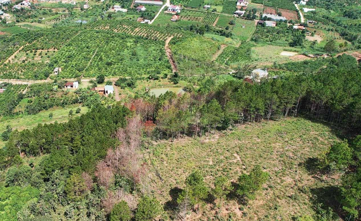 Lõi rừng thông và xung quanh bị lấn chiếm để trồng cà phê, mắc ca... Lõi rừng thông và xung quanh bị lấn chiếm để trồng cà phê, mắc ca...