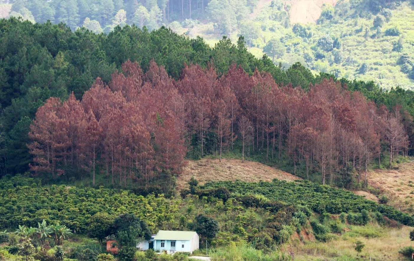 Rừng thông bị đầu độc chết đứng Rừng thông bị đầu độc chết đứng