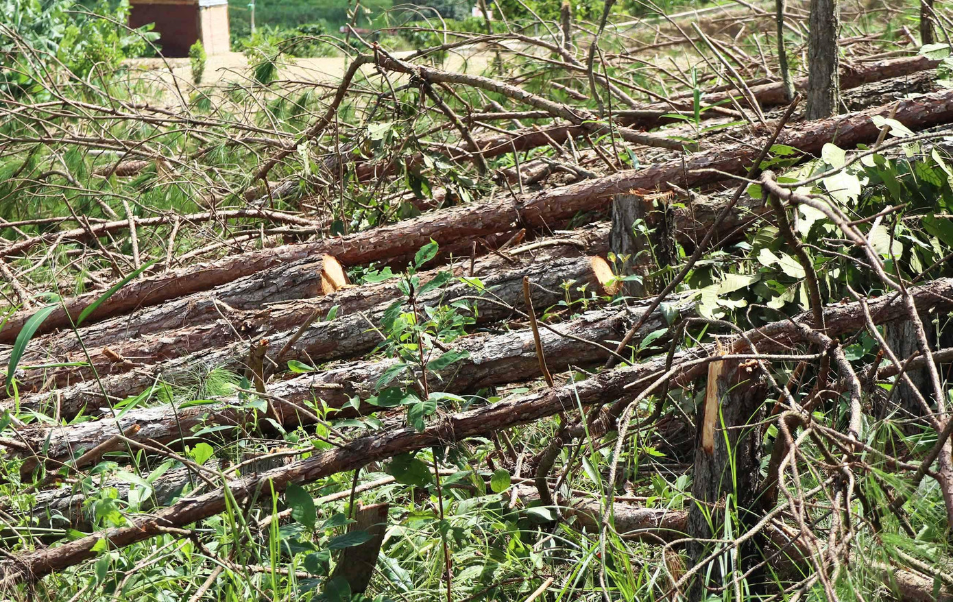 Cây rừng bị cưa hạ nằm la liệt Cây rừng bị cưa hạ nằm la liệt