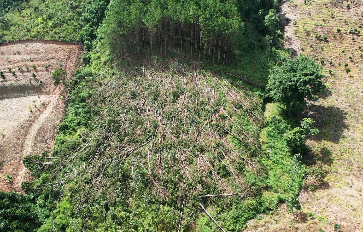 Vạt rừng bị phá trắng Vạt rừng bị phá trắng