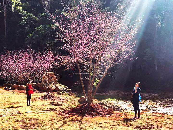 Trồng thành công anh đào Nhật Bản tại Đà Lạt (ảnh: Ngô Anh Tuấn). Trồng thành công anh đào Nhật Bản tại Đà Lạt (ảnh: Ngô Anh Tuấn).