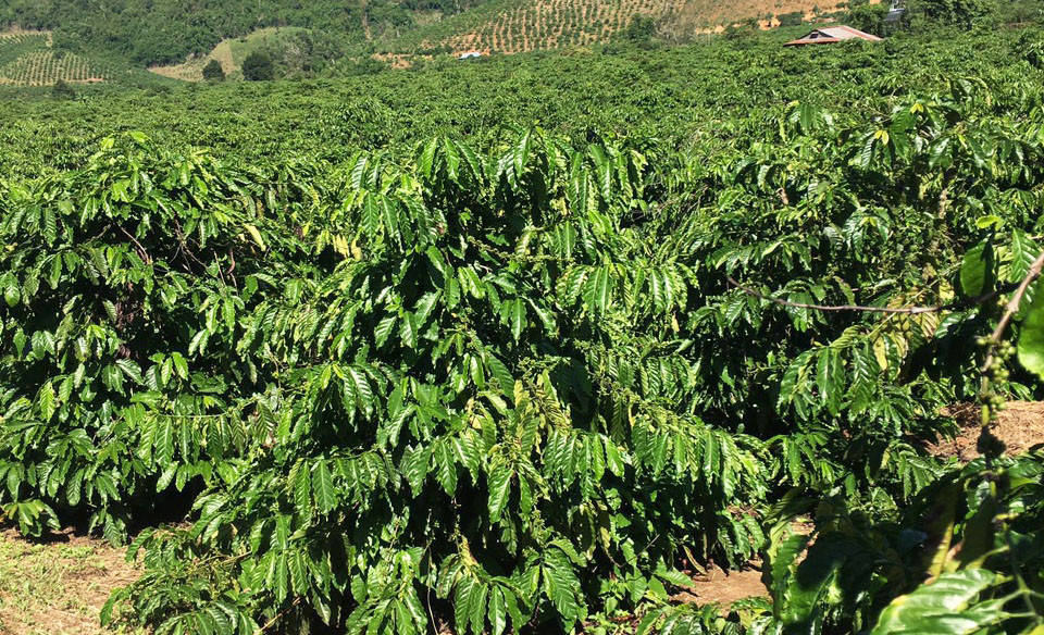 Vườn cà phê xanh tốt ngút ngàn sau khi tái canh Vườn cà phê xanh tốt ngút ngàn sau khi tái canh