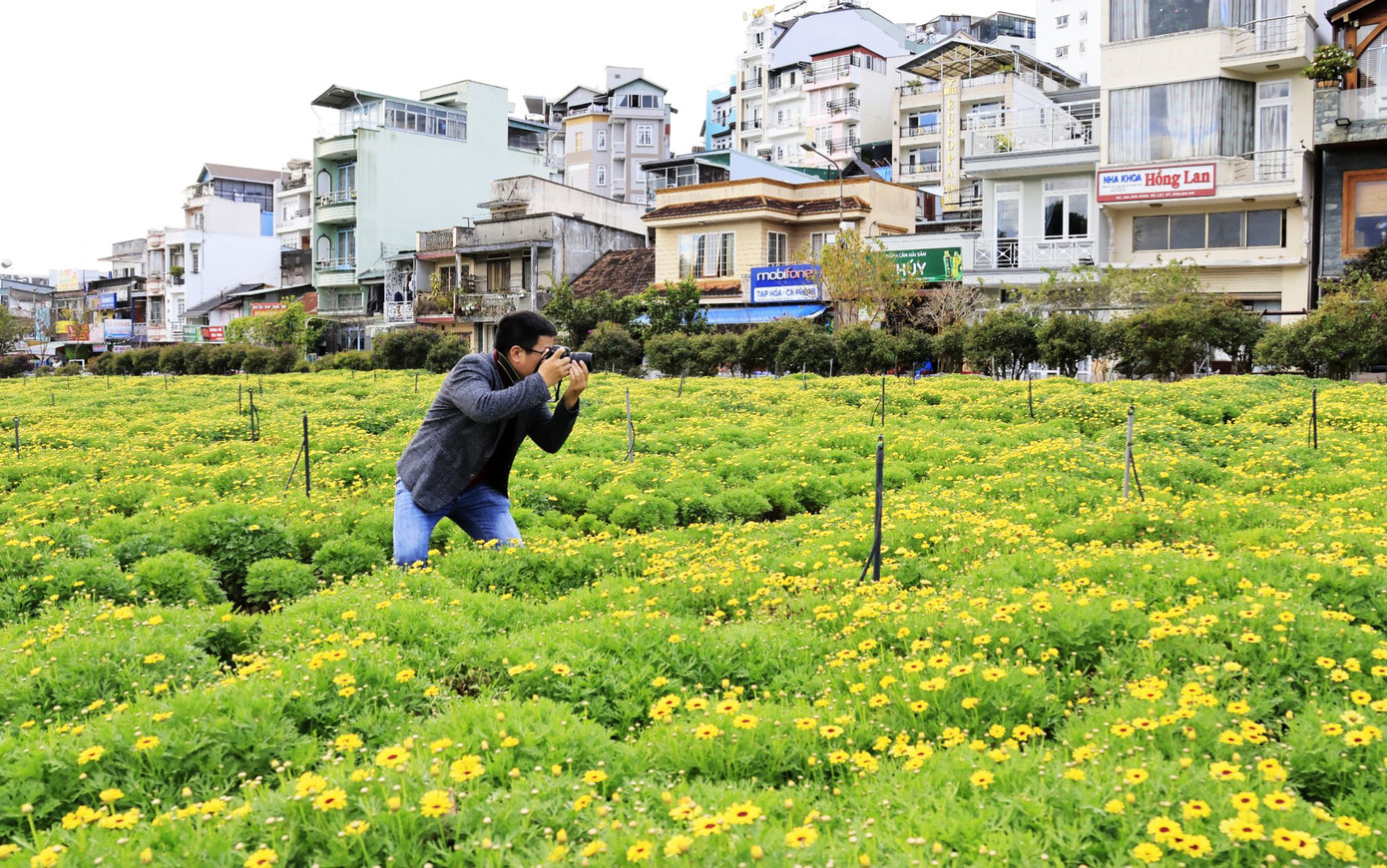 Không gian hoa ven đường Nguyễn Văn Cừ. Không gian hoa ven đường Nguyễn Văn Cừ.