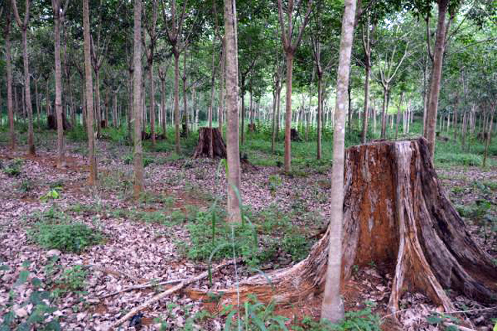 Rừng tự nhiên bị khai thác để trồng cao su