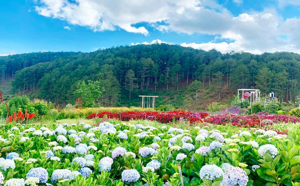 Cảnh đẹp ở Đồi cỏ hoa Cảnh đẹp ở Đồi cỏ hoa