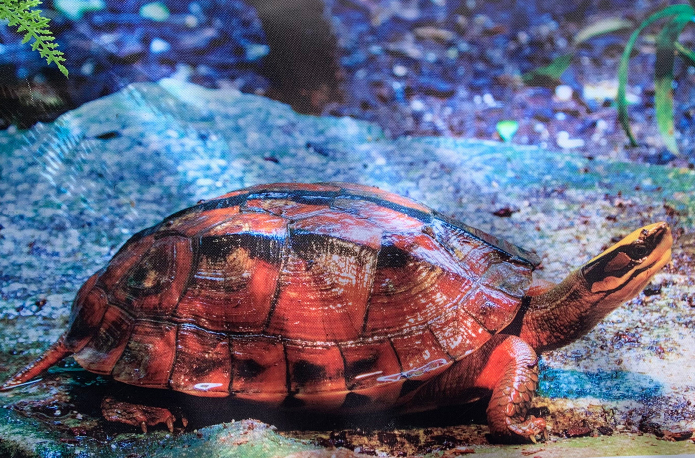 Việc đồn thổi thịt rùa ba vạch có thể chữa bệnh nan y khiến loài thú này có nguy cơ tuyệt chủng