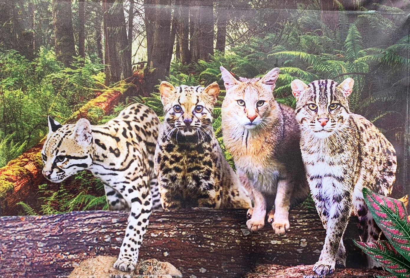 Ảnh triển lãm về mèo rừng