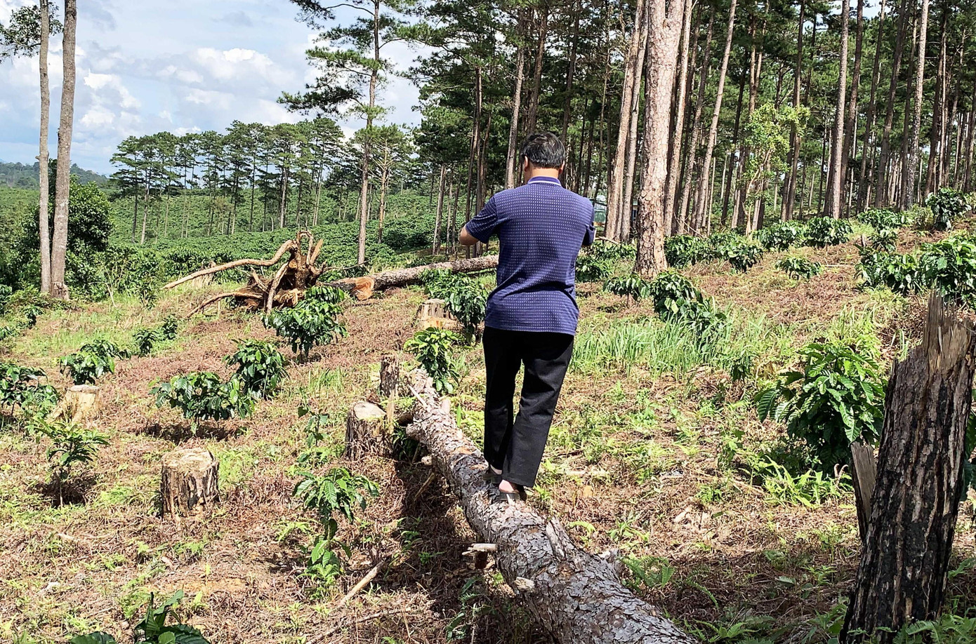 Cây rừng ngã xuống, cà phê mọc lên
