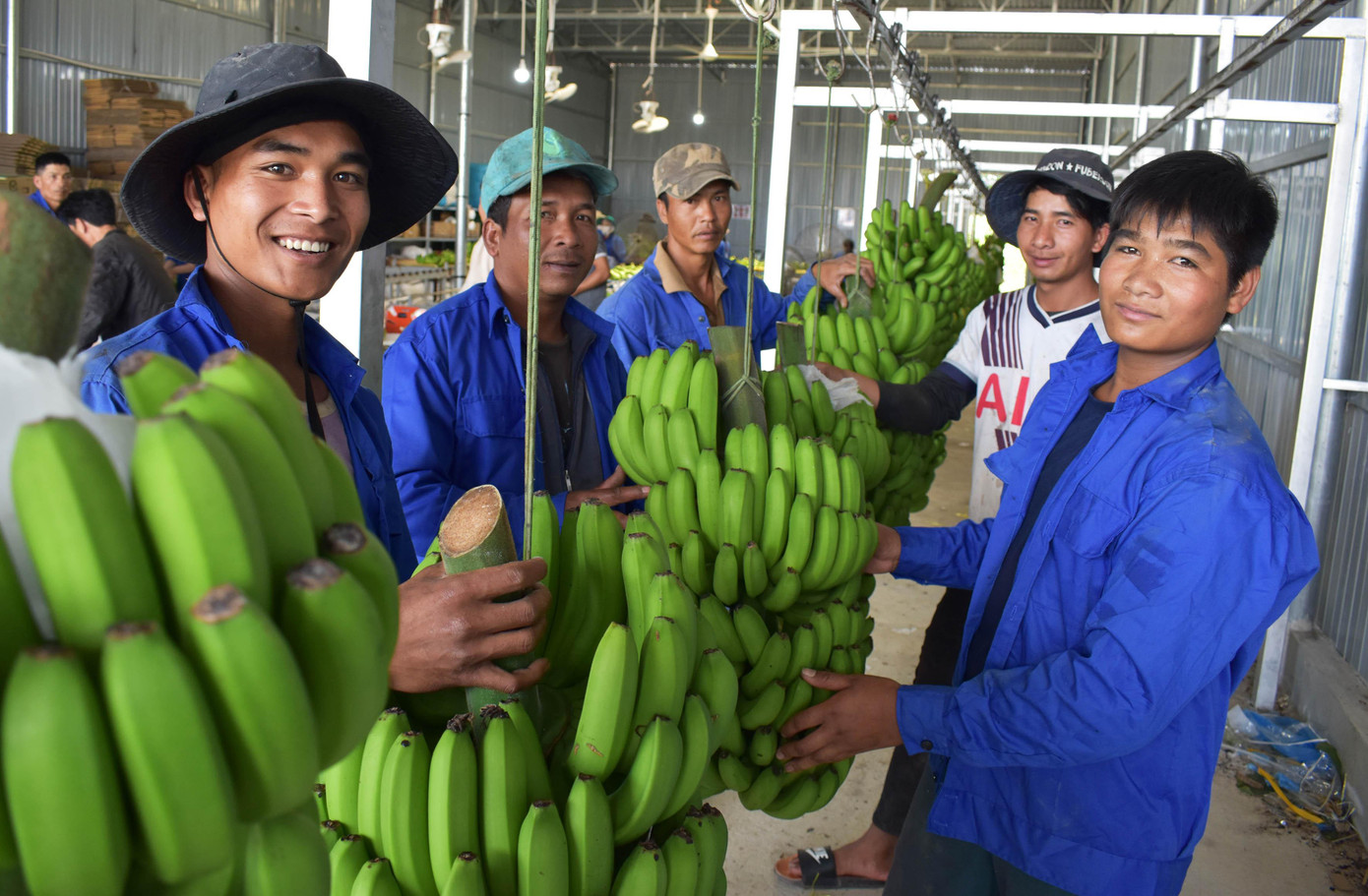 Thu hoạch chuối tiến vua