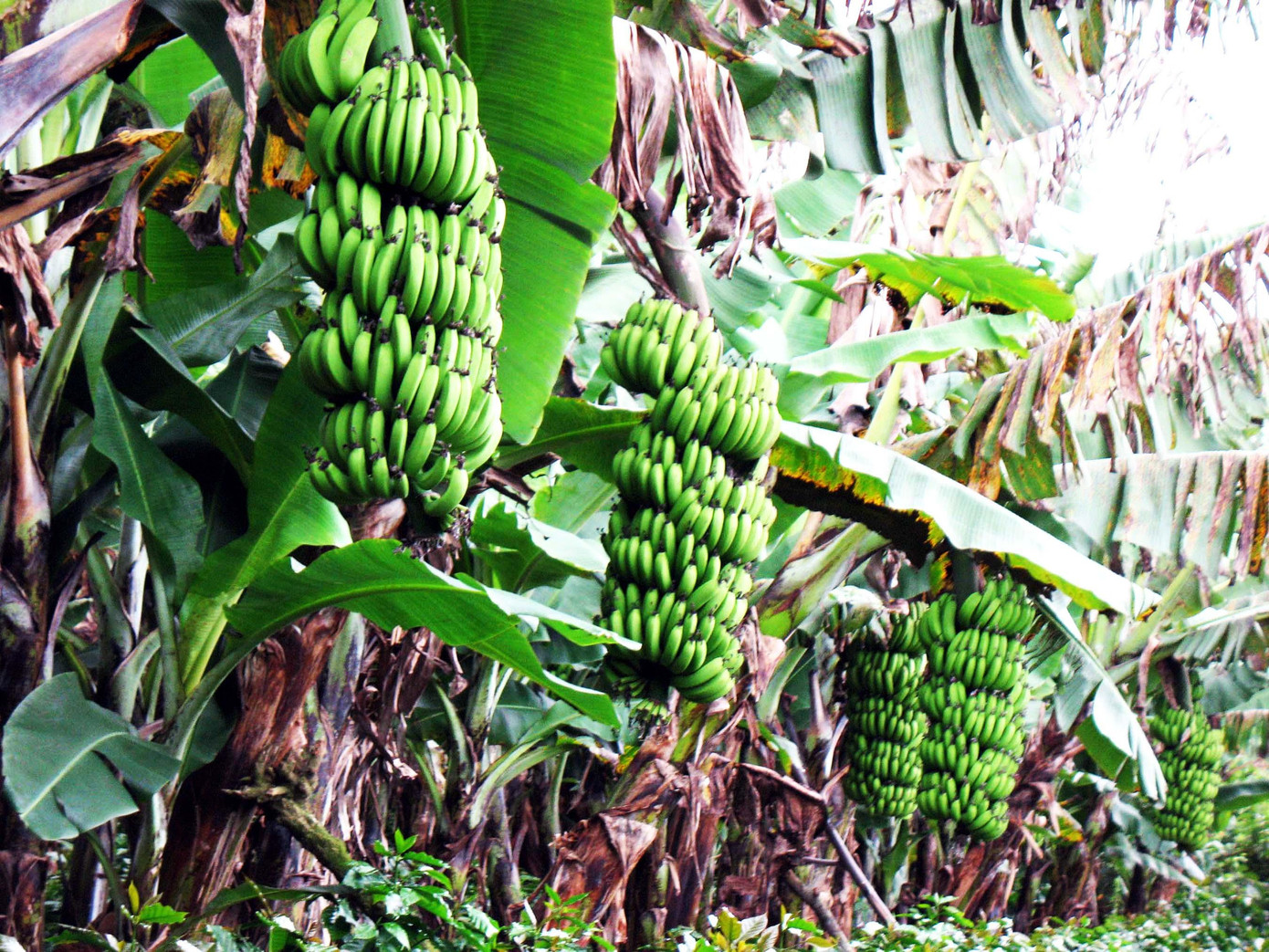 Chuối La ba sai quả