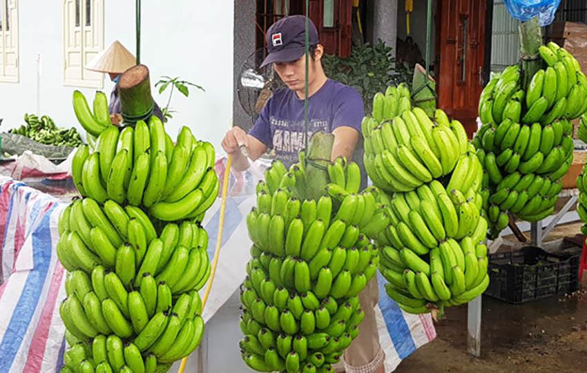 Làm sạch các buồng chuối trước khi sơ chế