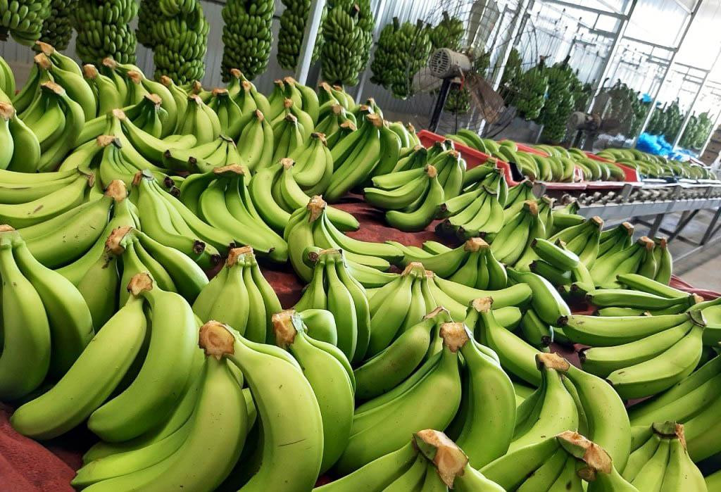 Sơ chế để đóng gói chuối ngay sau khi thu hoạch