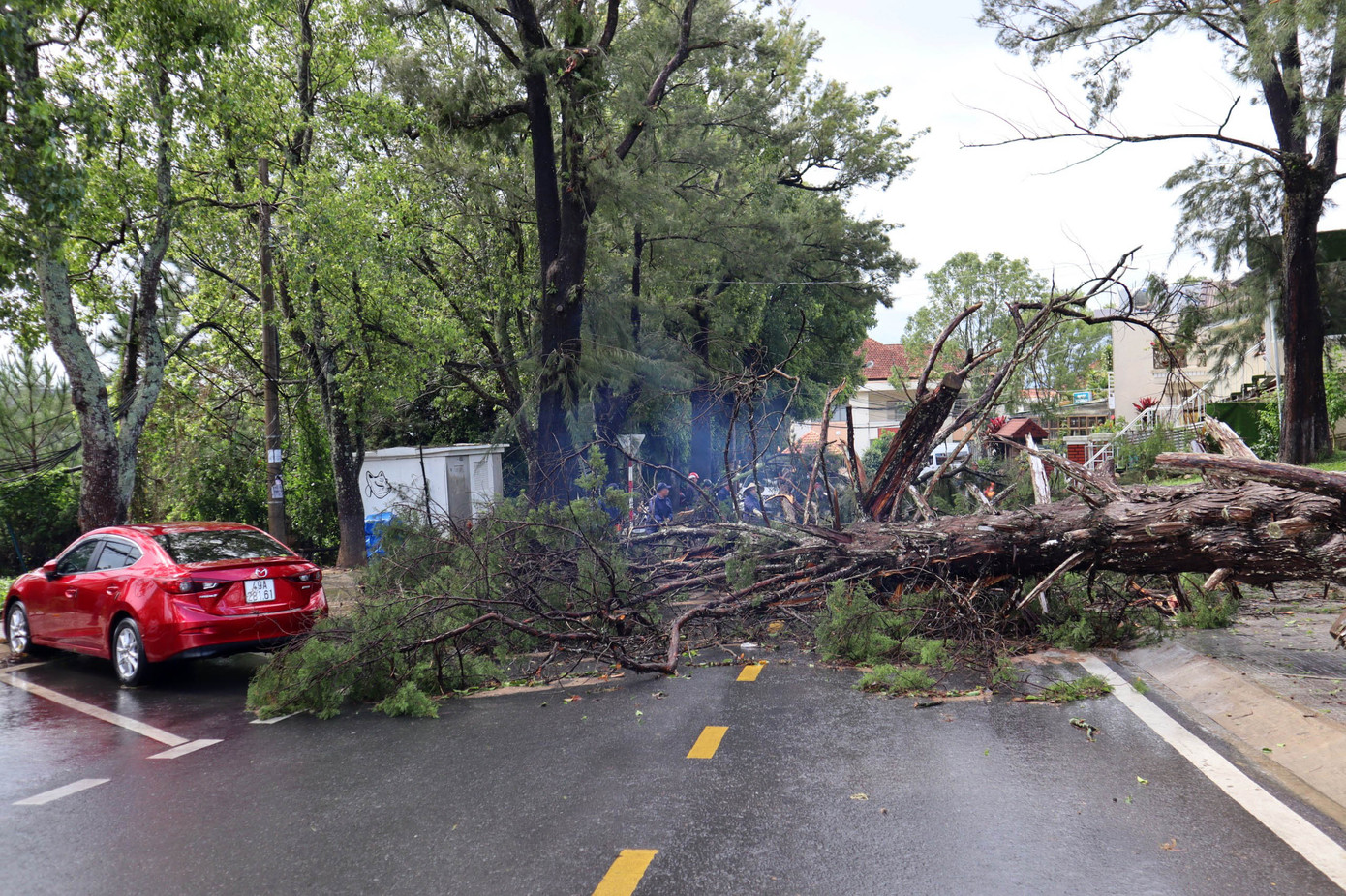 Cây tùng ngã ra đường