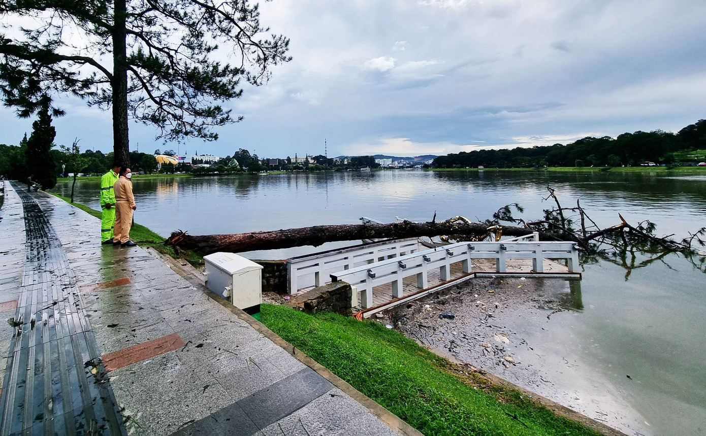 Cây thông ngã xuống cầu chữ Y