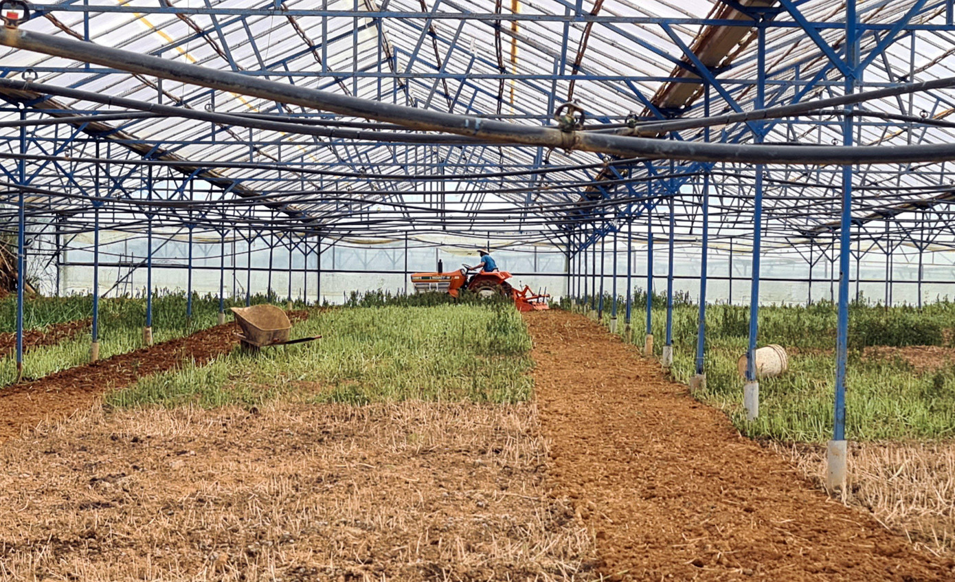 Cỏ mọc um tùm trong khu vườn đã lâu không được xuống giống rau Cỏ mọc um tùm trong khu vườn đã lâu không được xuống giống rau