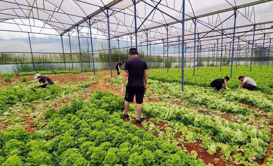 Nhà vườn cho các nhóm từ thiện thu hoạch rau gửi vùng dịch Nhà vườn cho các nhóm từ thiện thu hoạch rau gửi vùng dịch