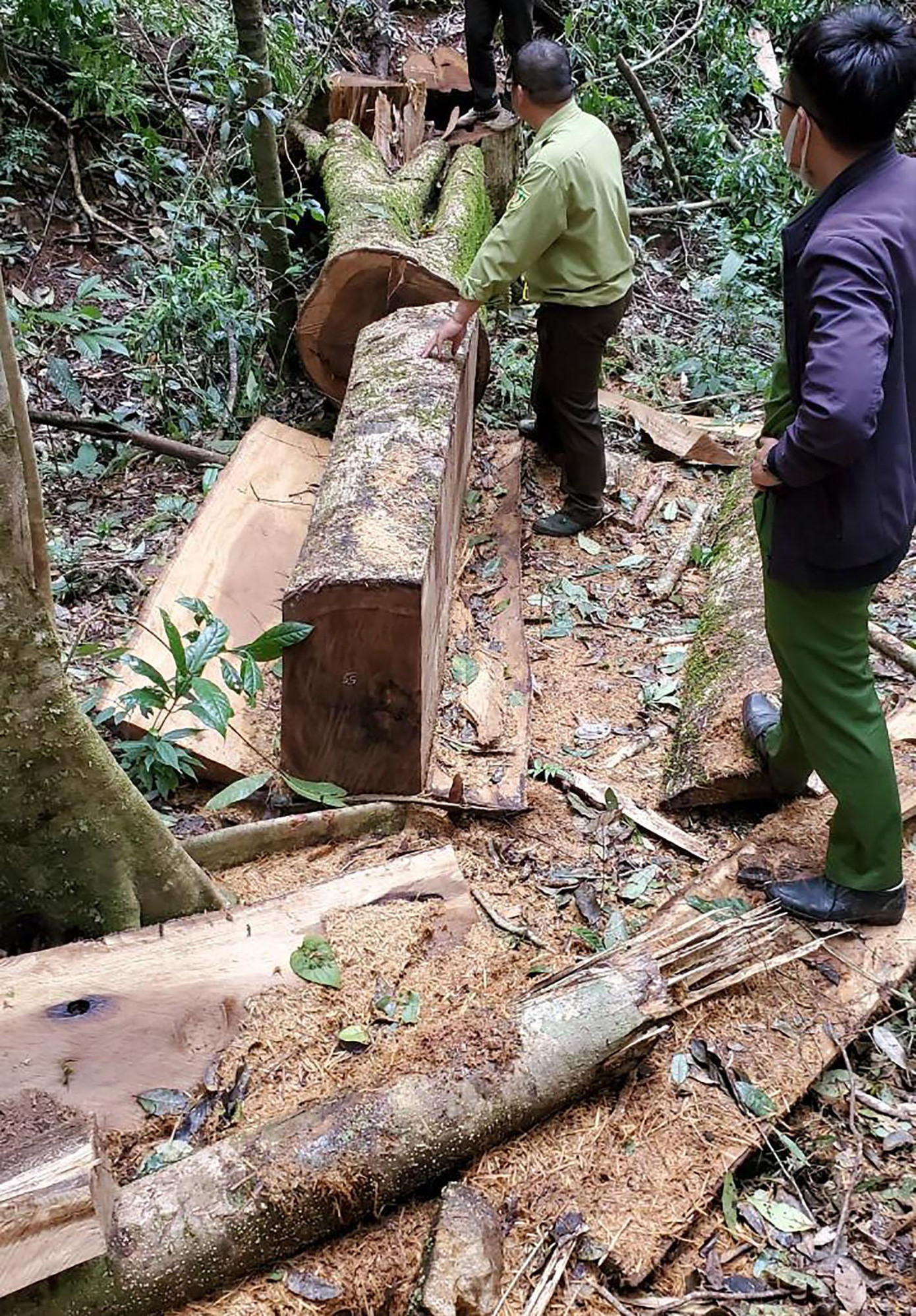 Lực lượng chức năng khám nghiệm hiện trường vụ phá rừng