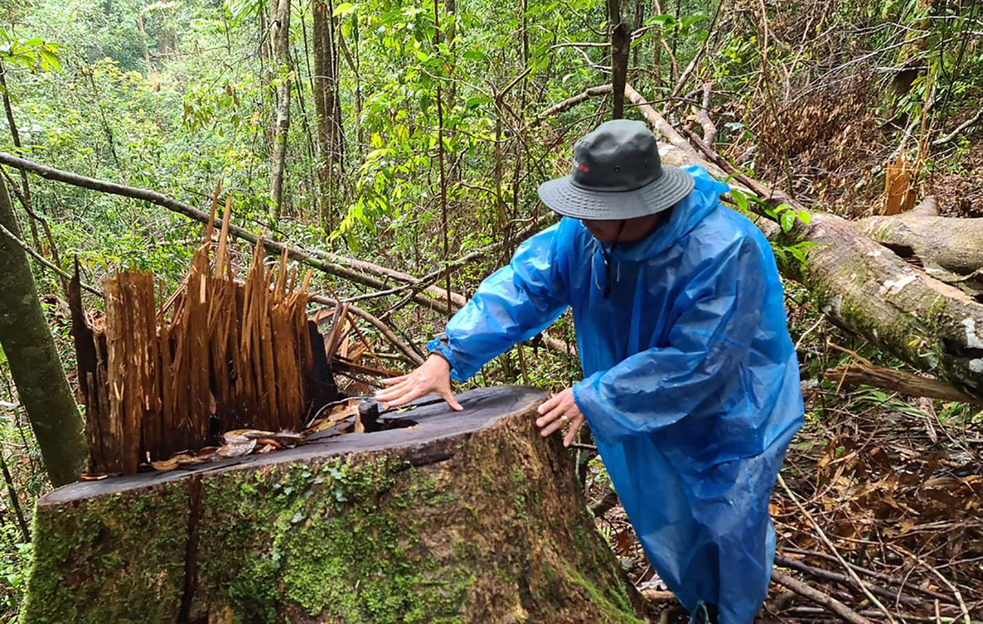 Rừng dổi cổ thụ ở Lâm Hà bị lén lút cưa hạ