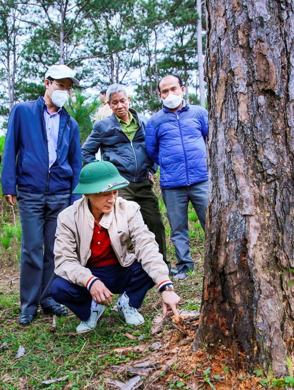 Ông Trần Văn Hiệp (người ngồi) kiểm tra rừng thông bị tàn phá