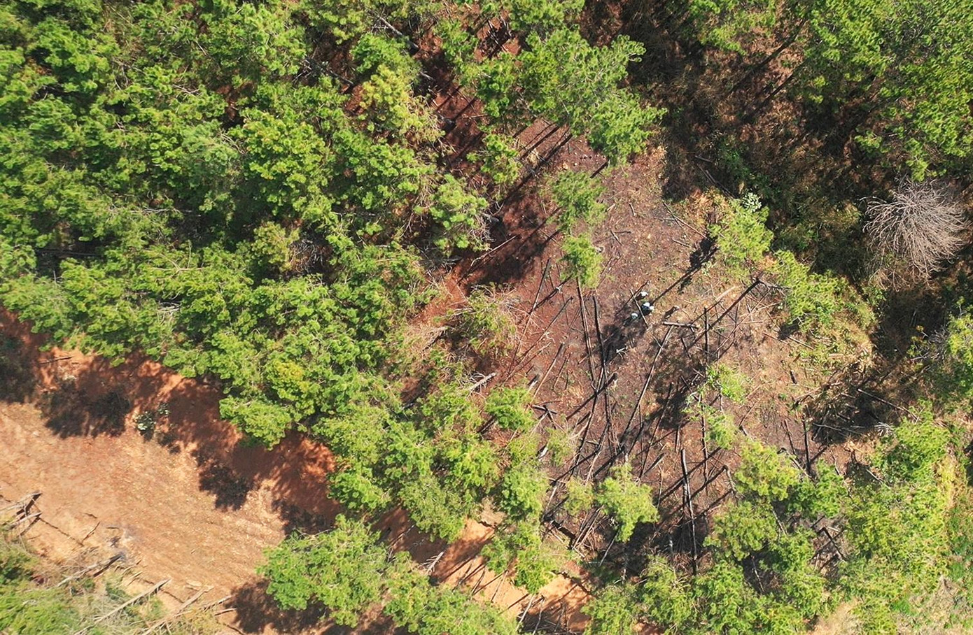 Cây rừng bị cưa hạ ngổn ngang