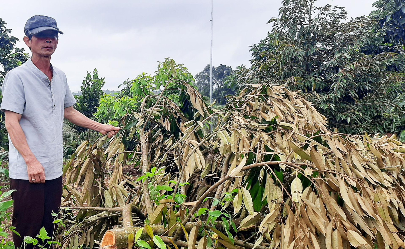 Sầu riêng bị cưa ngã trong vườn Sầu riêng bị cưa ngã trong vườn