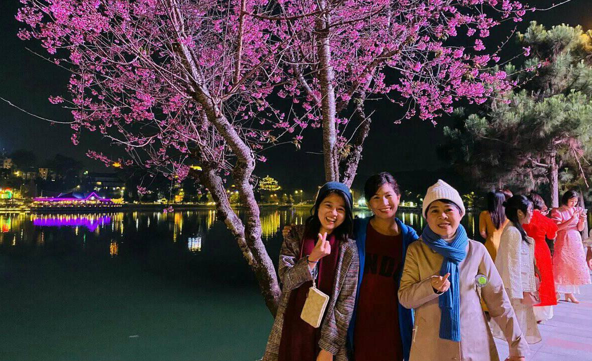 Mai anh đào ven hồ Xuân Hương nở hoa rất đẹp