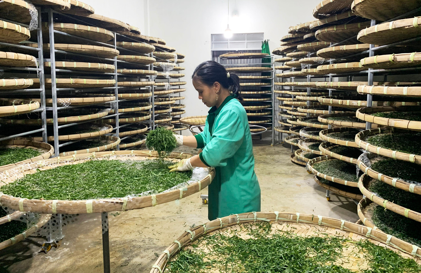 Một cơ sở nuôi tằm ở thủ phủ tơ lụa