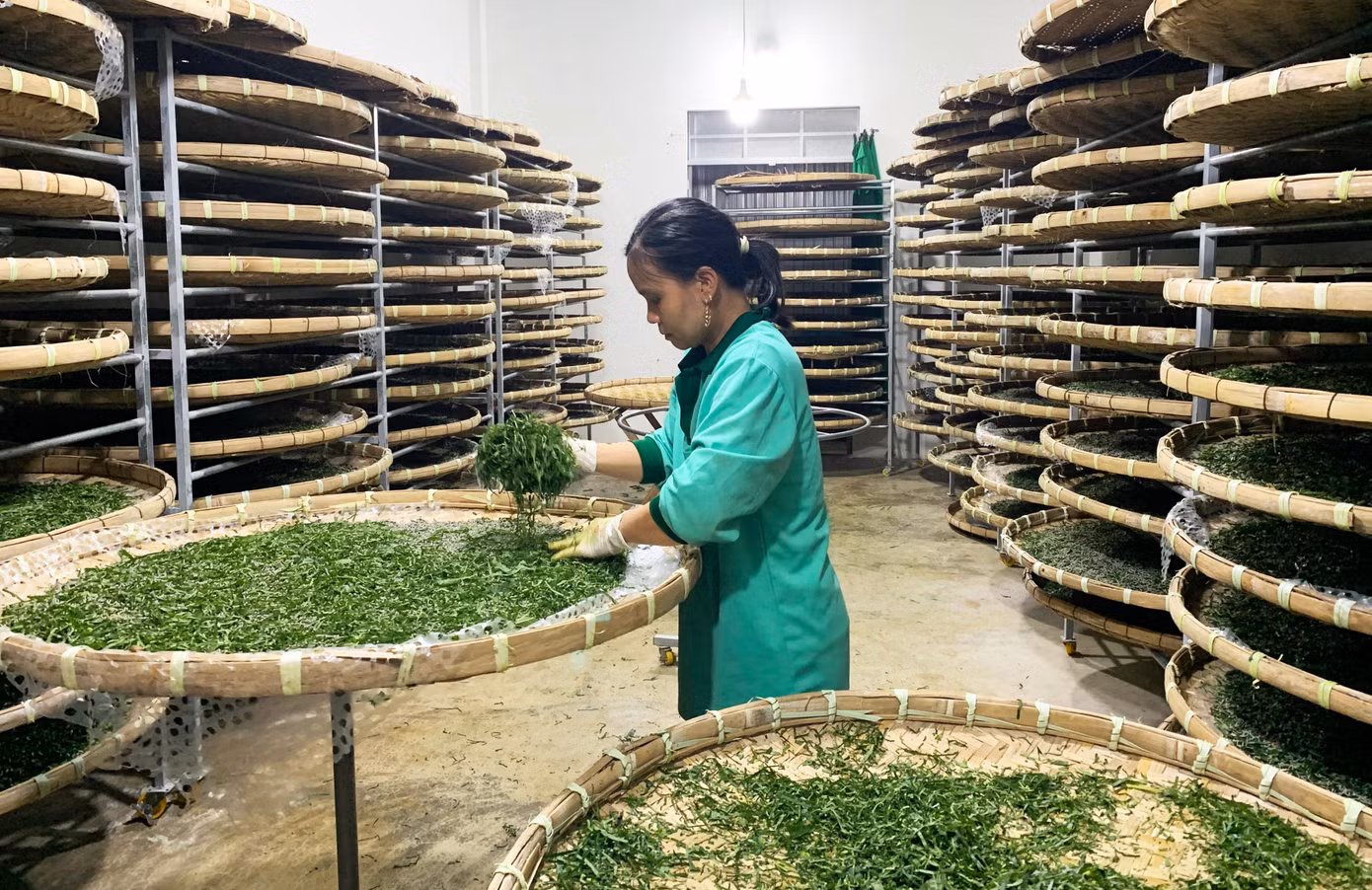 Một cơ sở nuôi tằm ở thủ phủ tơ lụa