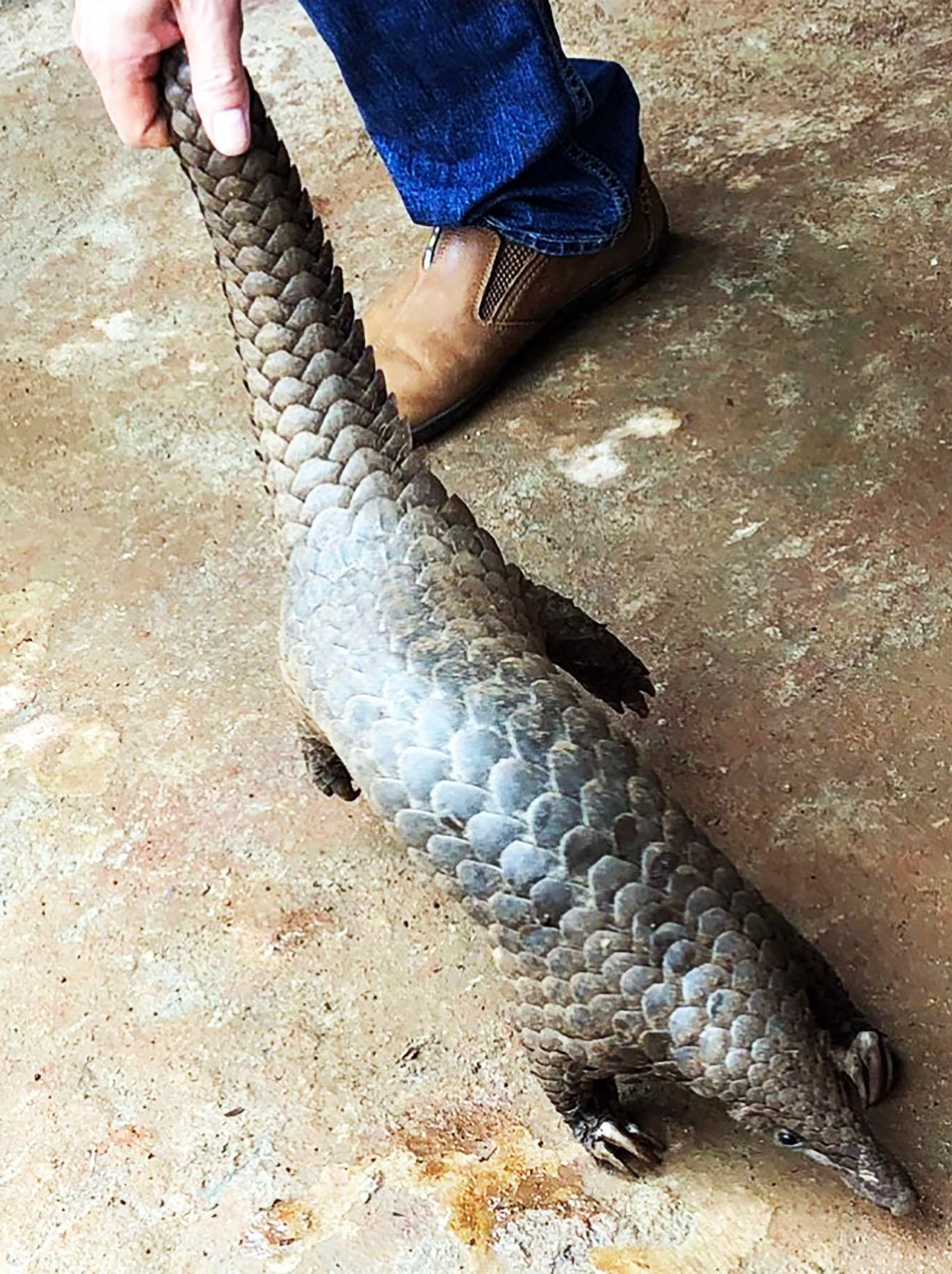 Con tê tê quý hiếm do T.N.Đ. vận chuyển trái phép