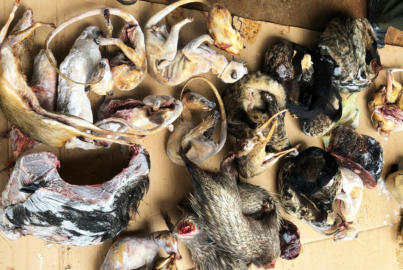 Nhiều loại thú hoang dã bị cấp đông