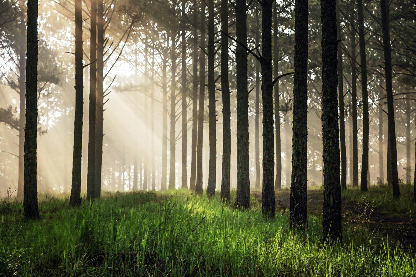 Rừng thông tuyệt đẹp. Ảnh: Võ Trang Rừng thông tuyệt đẹp. Ảnh: Võ Trang