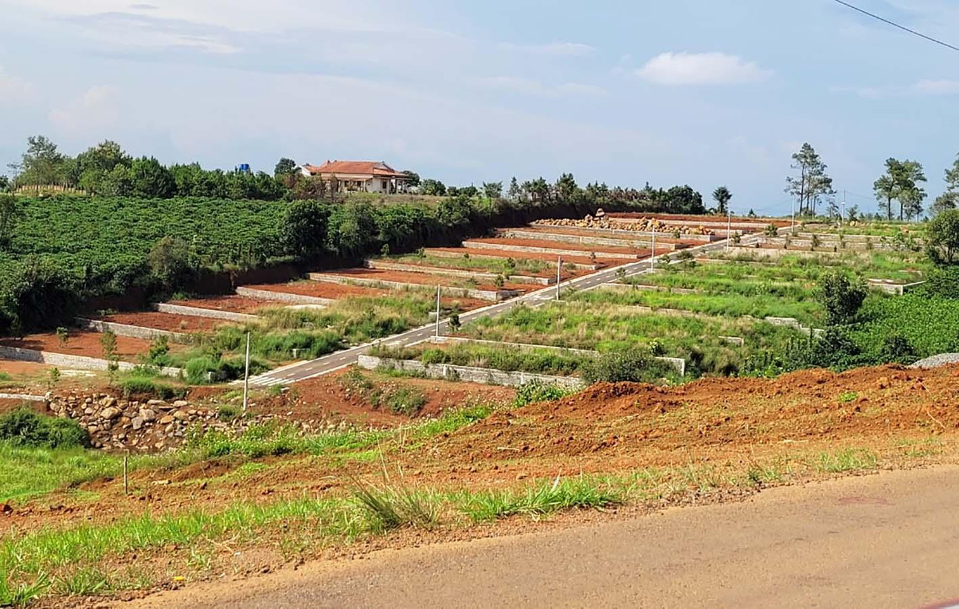 Đồi chè ven đường thuộc xã Đạm B'ri bị phân thành mấy chục lô đất nền Đồi chè ven đường thuộc xã Đạm B'ri bị phân thành mấy chục lô đất nền