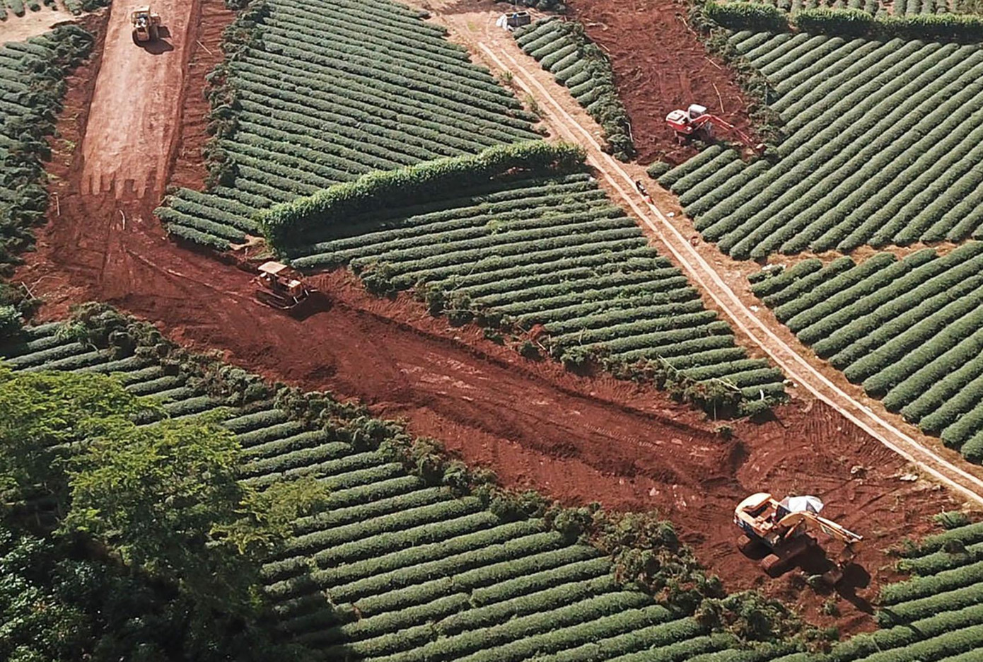 Dùng xe máy múc phá bỏ vườn chè Dùng xe máy múc phá bỏ vườn chè