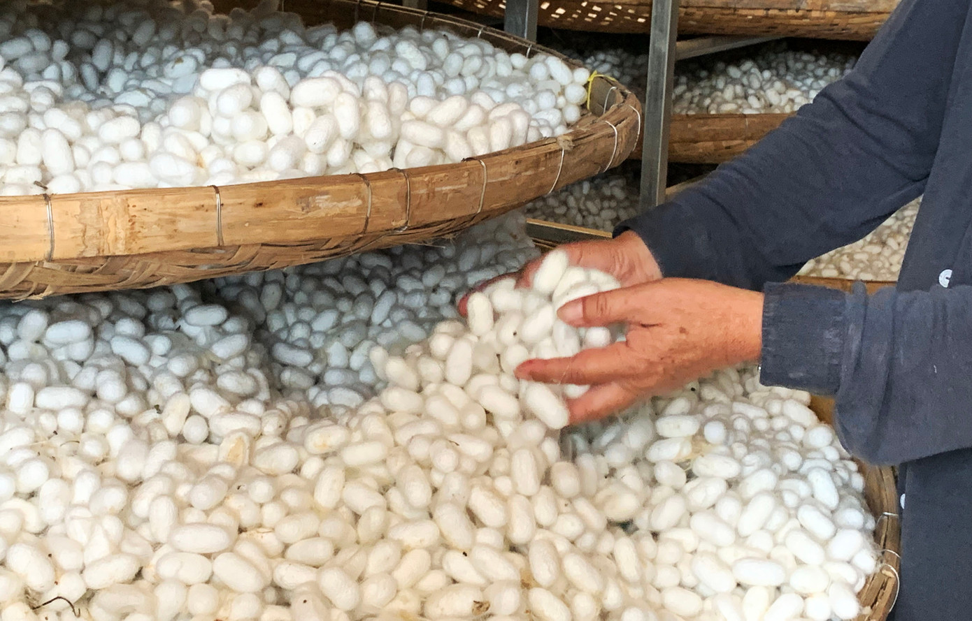 Kén tằm ở Đam Rông đạt chất lượng cao hàng đầu ở Lâm Đồng