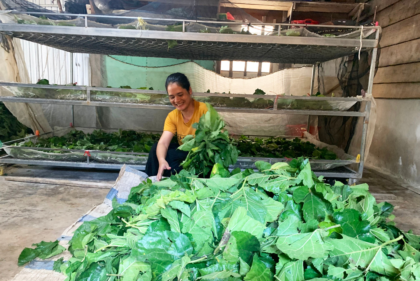 Chị Ka M’Rao đã có 5 năm kinh nghiệm trồng dâu nuôi tằm