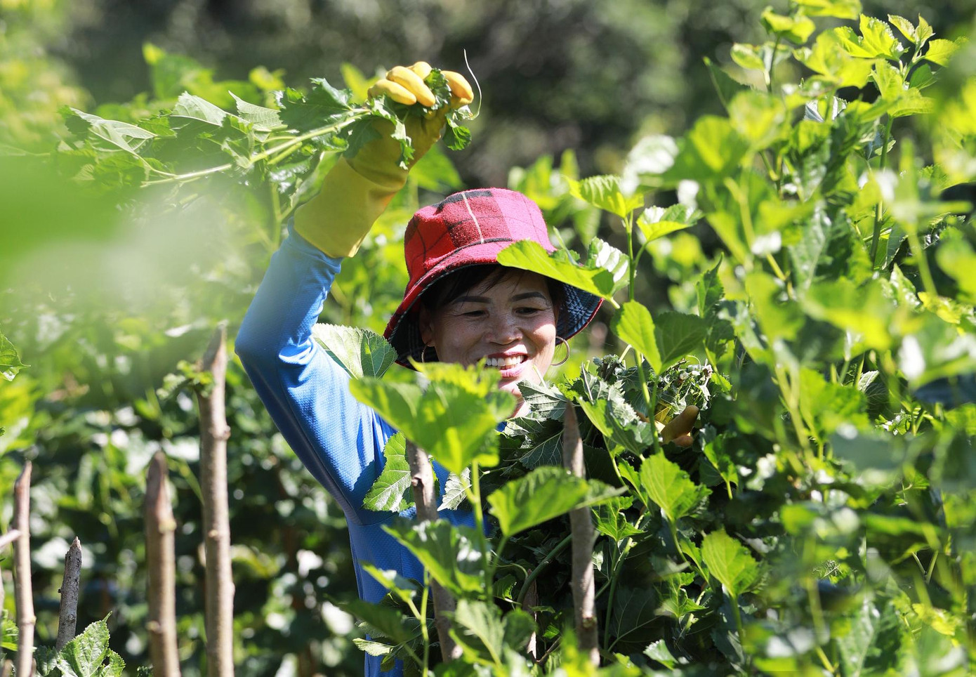 Cây dâu rất phù hợp với điều kiện khí hậu, thổ nhưỡng ở Lâm Hà