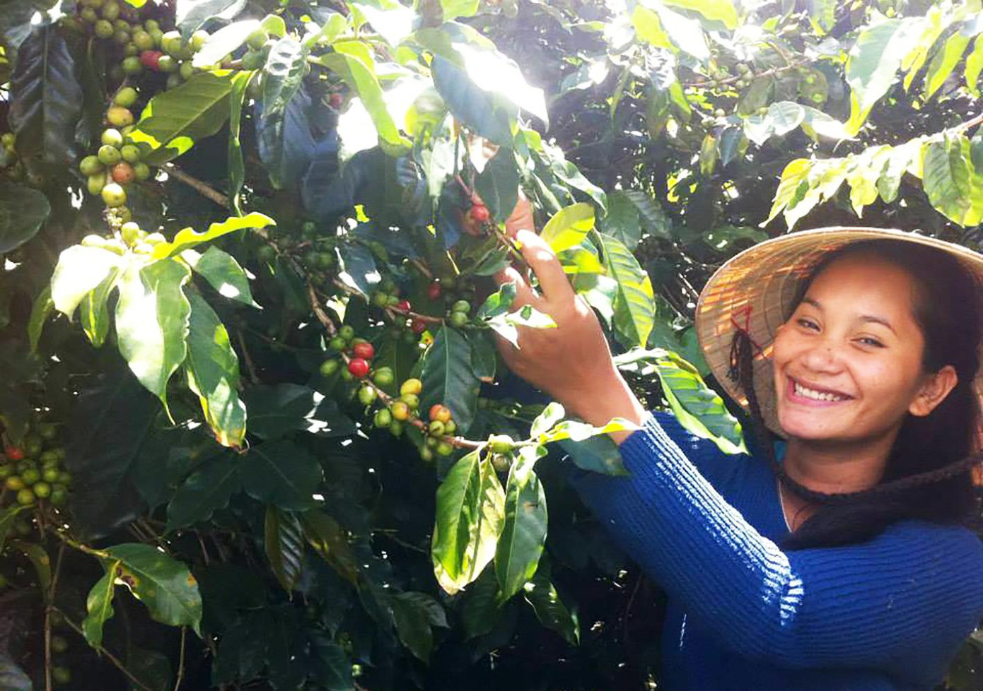 Chị Cơ Liêng Rolan thu hoạch cà phê Arabica Chị Cơ Liêng Rolan thu hoạch cà phê Arabica