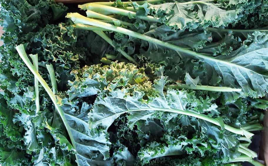 Cải xoăn sản xuất theo phương thức hữu cơ được khách hàng ưa chuộng Cải xoăn sản xuất theo phương thức hữu cơ được khách hàng ưa chuộng