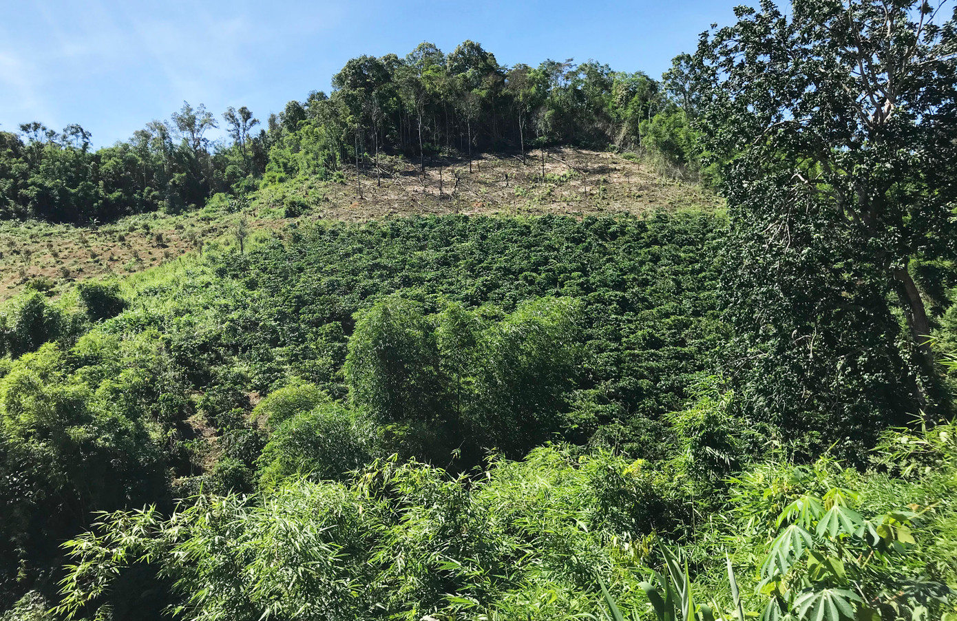 Một số hộ dân di cư tự do phá rừng trồng cà phê Một số hộ dân di cư tự do phá rừng trồng cà phê