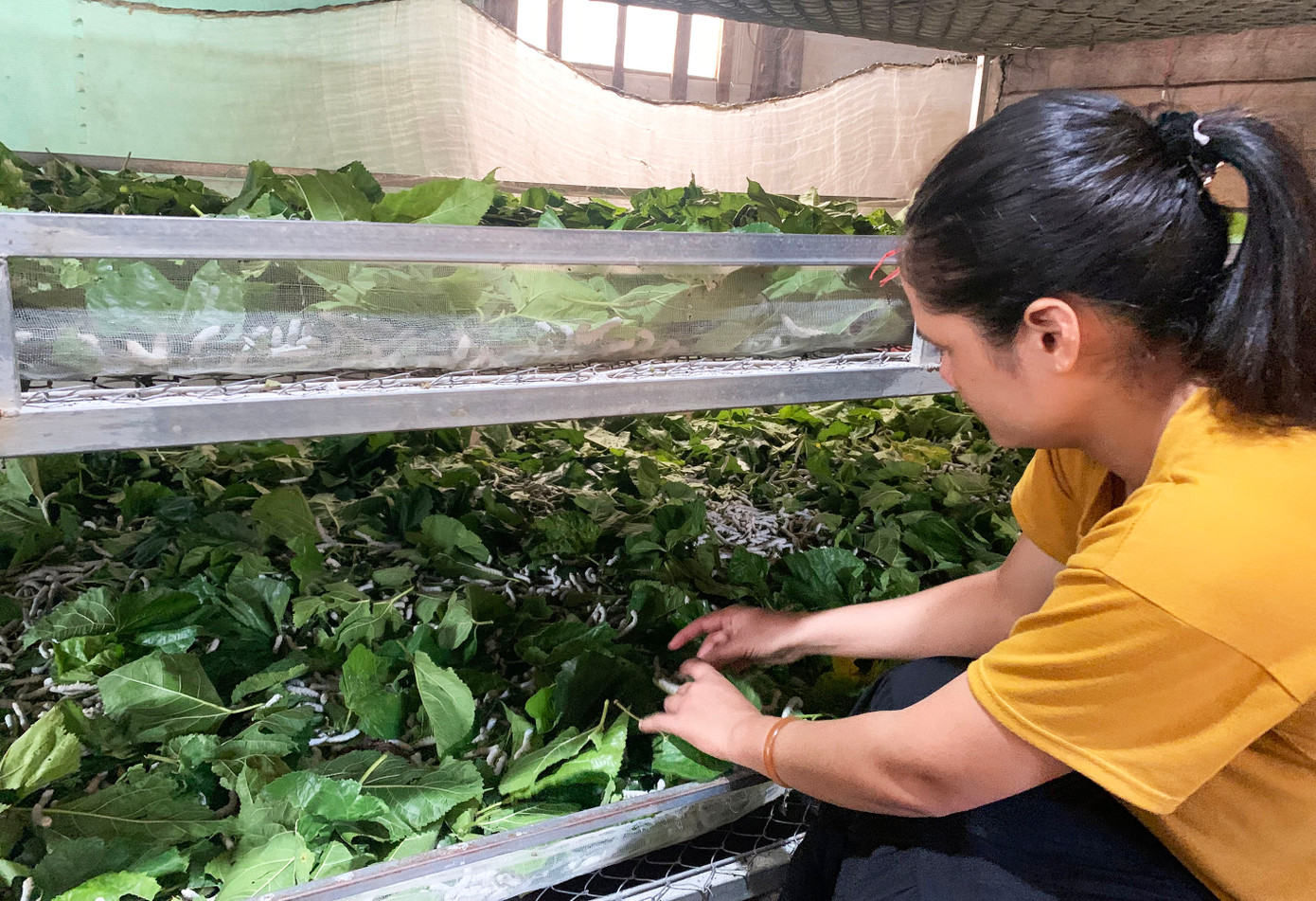 Người dân tộc thiểu số ở Đam Rông được hỗ trợ học nghề nuôi tằm Người dân tộc thiểu số ở Đam Rông được hỗ trợ học nghề nuôi tằm