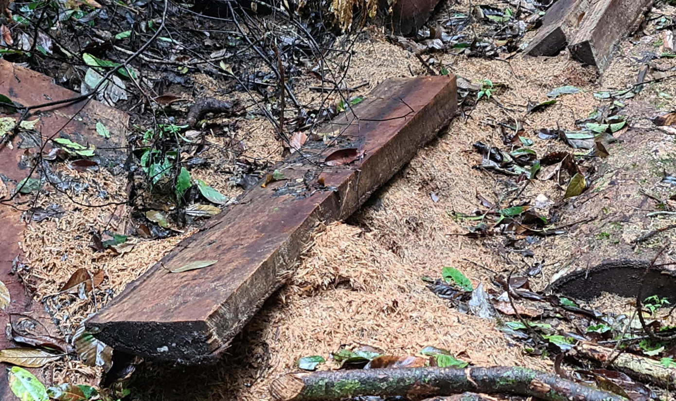 Lâm tặc chưa kịp tẩu tán hết tang vật vụ phá rừng Lâm tặc chưa kịp tẩu tán hết tang vật vụ phá rừng