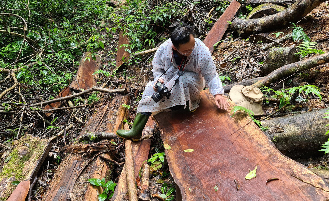Phát hiện cây rừng bị cưa hạ, xẻ ván tại chỗ Phát hiện cây rừng bị cưa hạ, xẻ ván tại chỗ