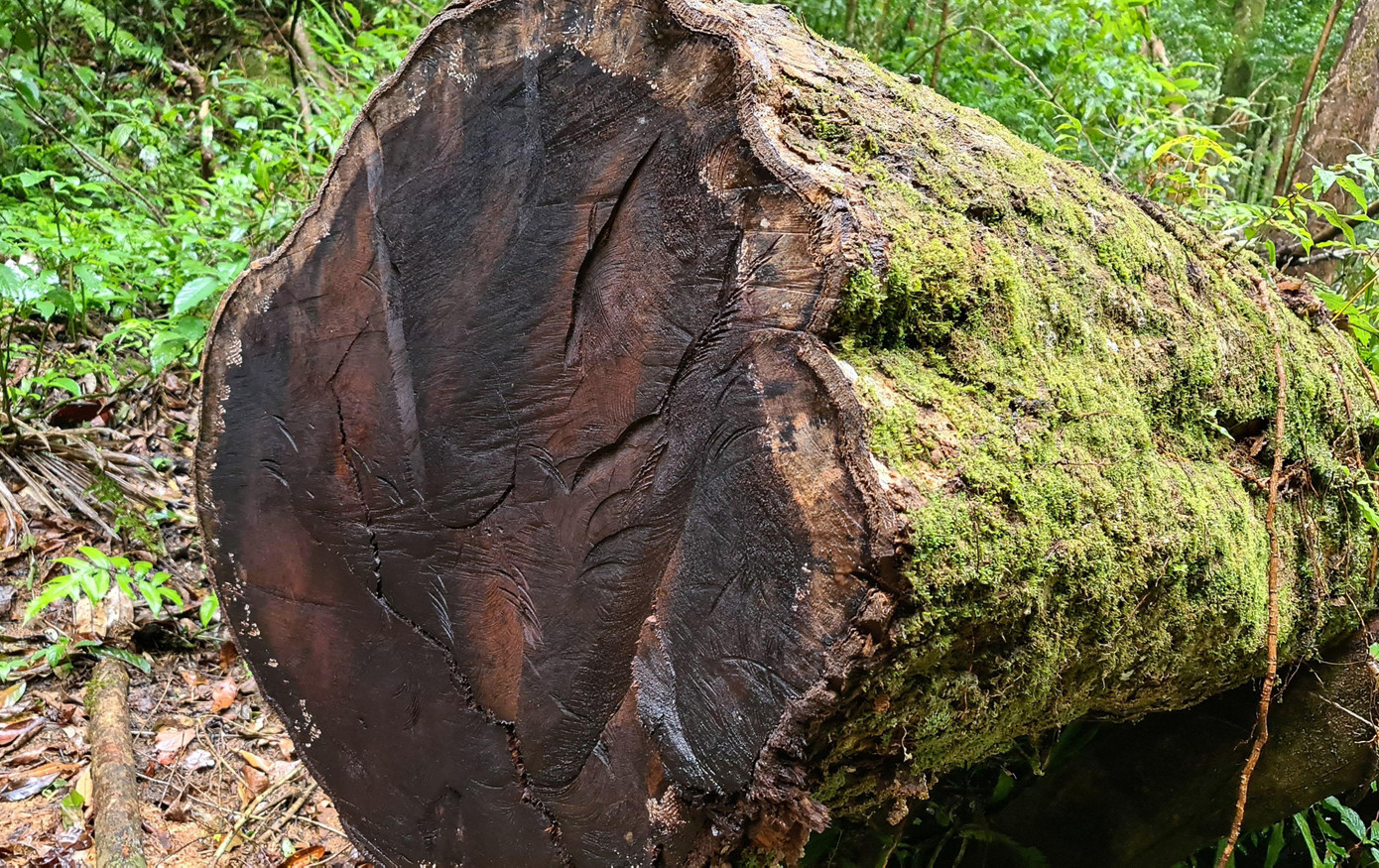 Cây có đường kính lớn bị cưa hạ trái phép Cây có đường kính lớn bị cưa hạ trái phép