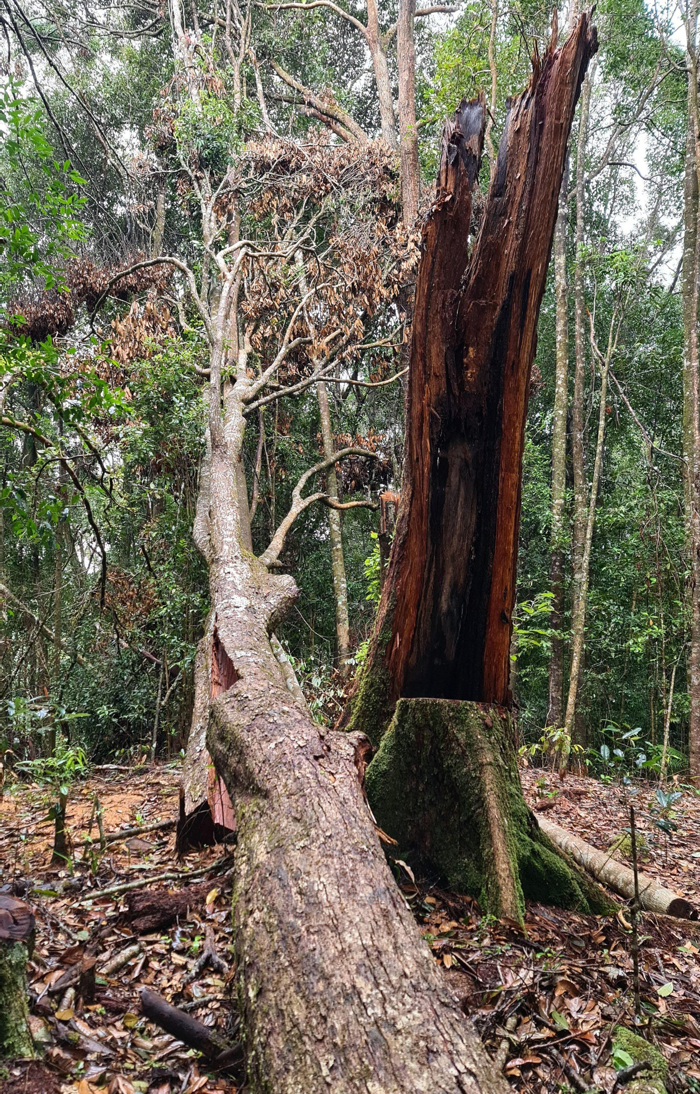 Khu rừng bị phá thuộc đối tượng rừng tự nhiên Khu rừng bị phá thuộc đối tượng rừng tự nhiên
