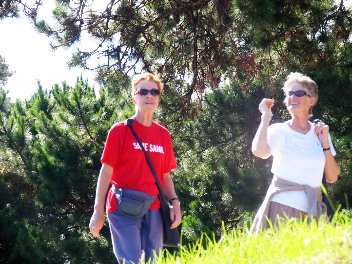 Du khách thích đi dạo trong rừng thông